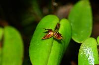 Pleurothallis coriacardia image