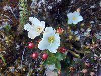 Lysimachia andina image