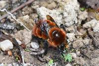 Bombus rubicundus image