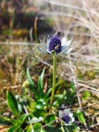 Eryngium humile image