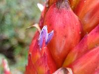 Tillandsia grovesiae image