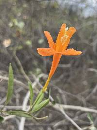 Bignonia longiflora image