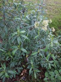 Baccharis latifolia image