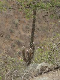 Espostoa lanata image