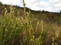 Baccharis genistelloides image