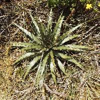 Puya cuevae image