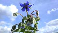 Borago officinalis image