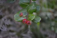 Hesperomeles obtusifolia image