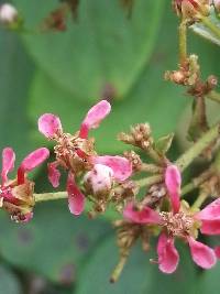 Heteropterys brachiata image