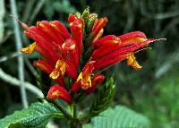 Aphelandra acanthifolia image