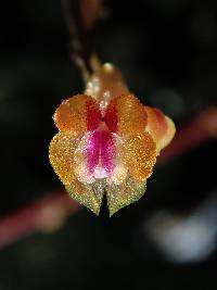 Lepanthes mariposa image