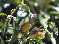 Rauenia bonariensis image