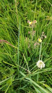 Trifolium repens image