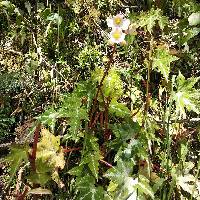 Begonia acerifolia image