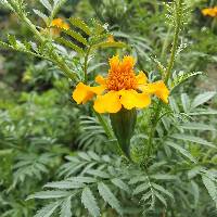 Tagetes erecta image