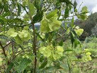 Dodonaea viscosa image