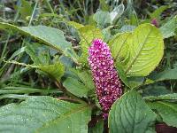 Phytolacca bogotensis image