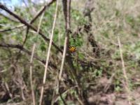 Gasteracantha cancriformis image