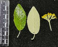 Gynoxys laurifolia image