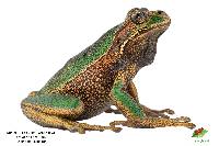 Gastrotheca turnerorum image