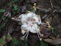 Ceiba trischistandra image