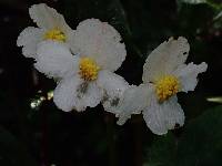 Begonia acerifolia image