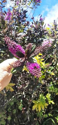 Veronica speciosa image