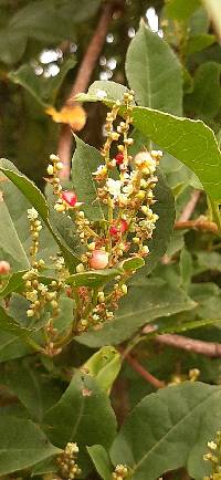 Muehlenbeckia tamnifolia image