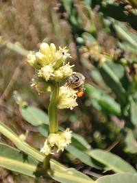 Apis mellifera image