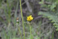 Taraxacum officinale image