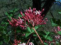 Vasconcellea parviflora image