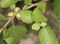 Cordia lutea image