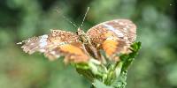 Anartia amathea image