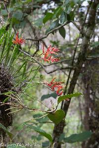 Pitcairnia prolifera image