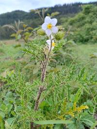 Solanum sisymbriifolium image