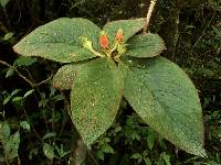 Columnea poortmannii image