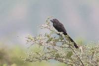 Crotophaga sulcirostris image