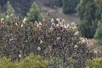 Oreocallis grandiflora image