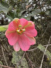 Passiflora mathewsii image