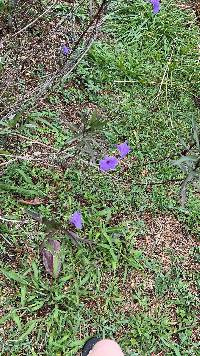 Ruellia simplex image