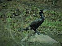 Phalacrocorax brasilianus image