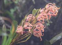 Maxillaria floribunda image