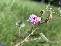 Mimosa albida image