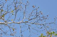 Cochlospermum vitifolium image