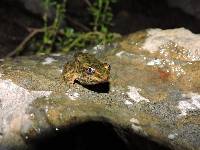 Lithobates bwana image