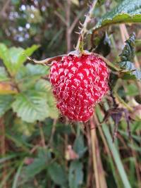 Rubus glaucus image