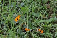 Thunbergia alata image