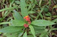 Asclepias curassavica image