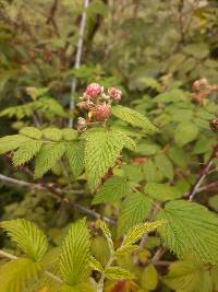 Rubus niveus image