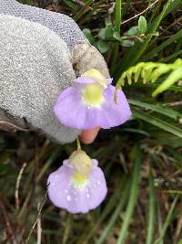 Utricularia unifolia image